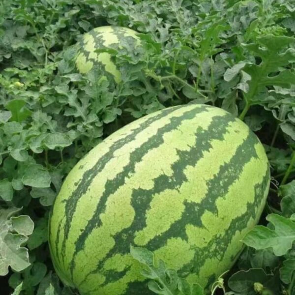 Hybrid watermelon seeds18kg-30kg