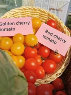 Hybrid red and yellow cherry tomato seeds