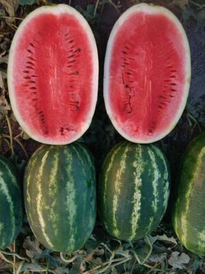 Hybrid watermelon seeds 20kg