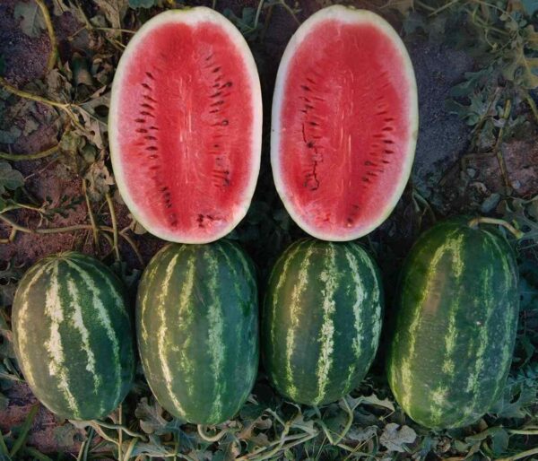Hybrid watermelon seeds 20kg