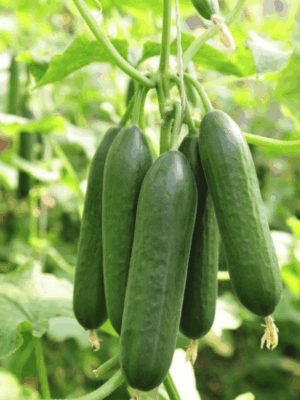 Hybrid cucumber seeds hybrid
