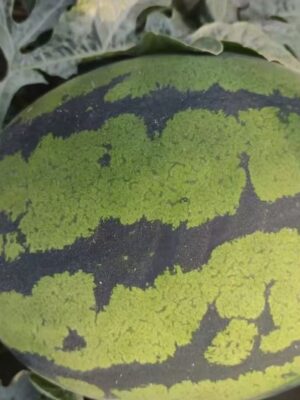 Hybrid watermelon seeds 8-10kg