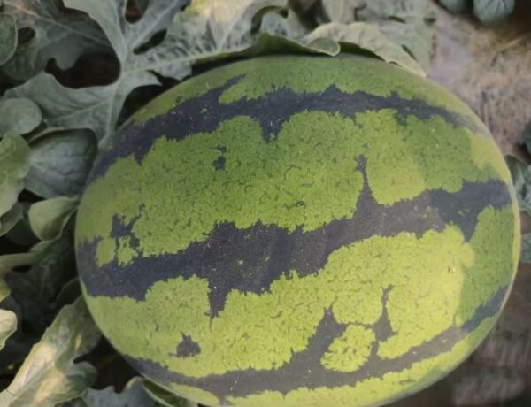 Hybrid watermelon seeds 8-10kg
