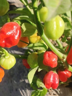 Red Ghost Pepper seeds
