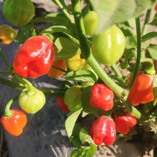 Red Ghost Pepper seeds