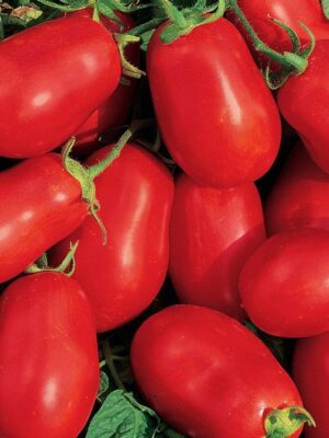 Roma VF tomato seeds