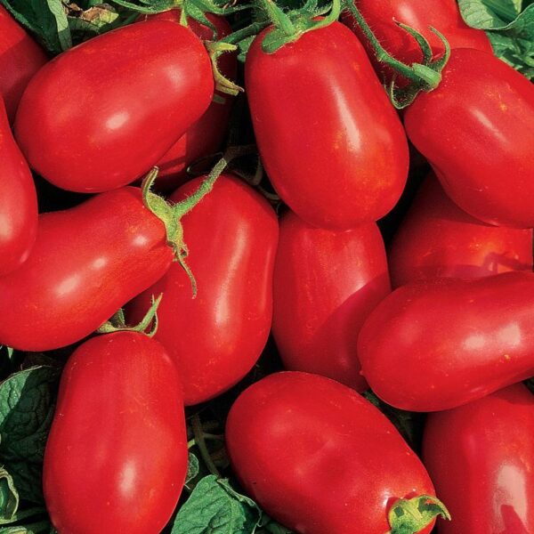 Roma VF tomato seeds