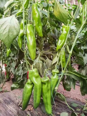 Hybrid horn pepper seeds