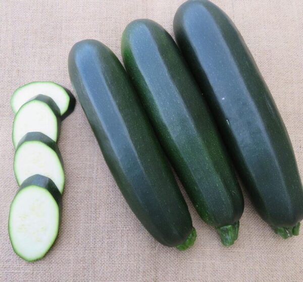 Hybrid Dark Green Zucchini Seeds F1 Squash