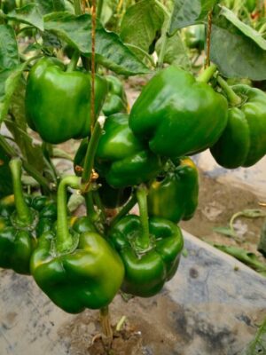 Hybrid Sweet Pepper Seeds 350g