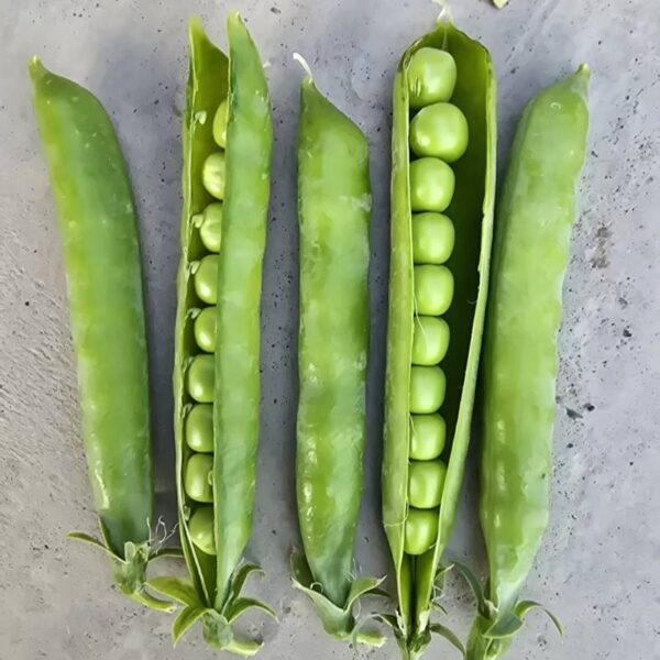 Hybrid Pea Seeds